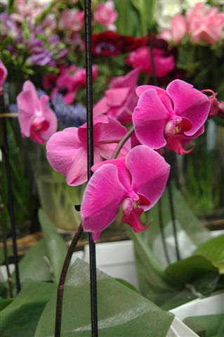 Pink orchid